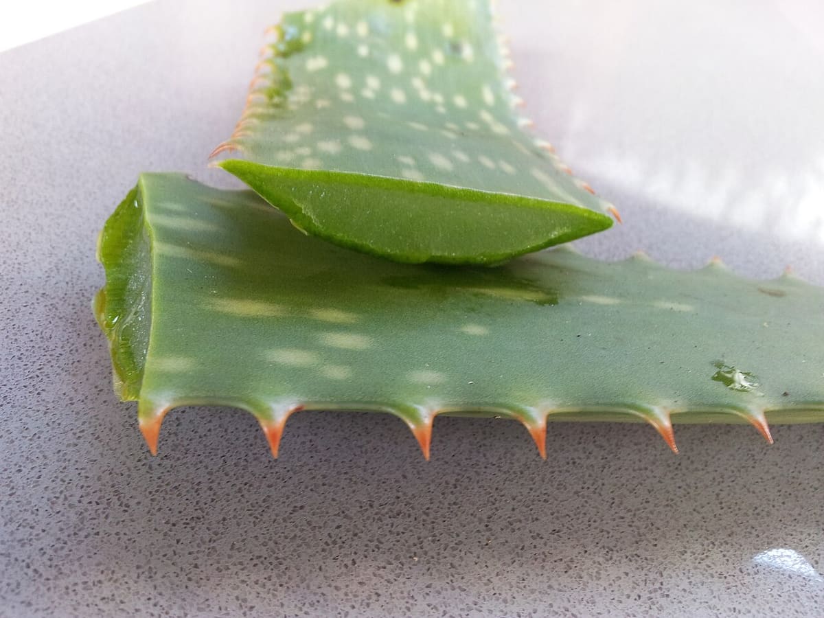 A fresh aloe vera leaf, one of our natural botanical ingredients